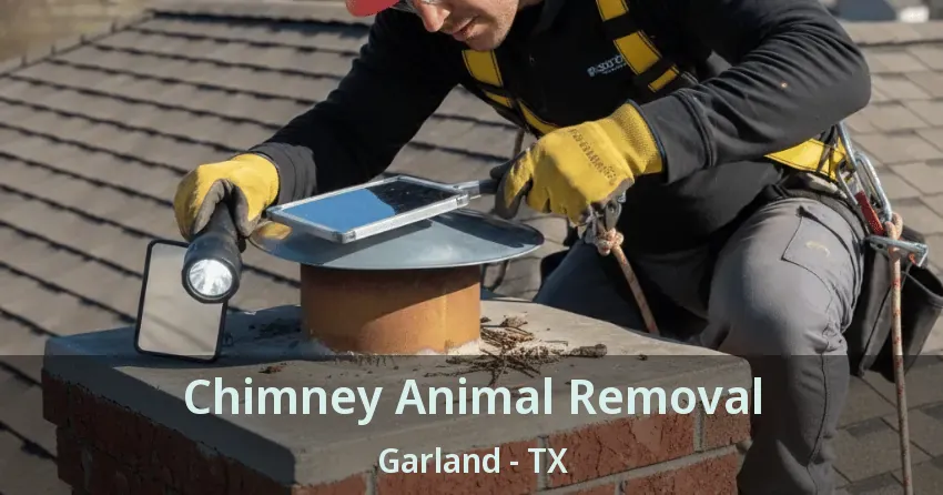 Chimney Animal Removal Garland - TX